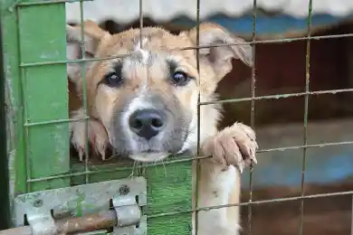 Мажилис принял в работу законопроект со штрафами для живодеров и за нарушение выпаса животных