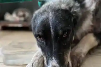 В Костанае отравлены 20 собак из приюта, животные умирали мучительно – зооволонтеры