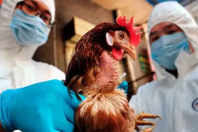 Могут ли казахстанцы заразиться птичьим гриппом? Ответ Минздрава РК 