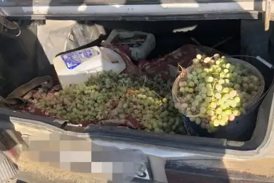 Житель Сайрама украл 50 кг винограда на глазах владельца сада 