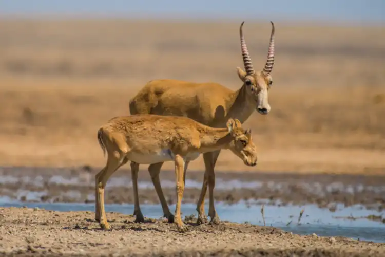 Сколько сайгаков отстрелят в Западно-Казахстанской области