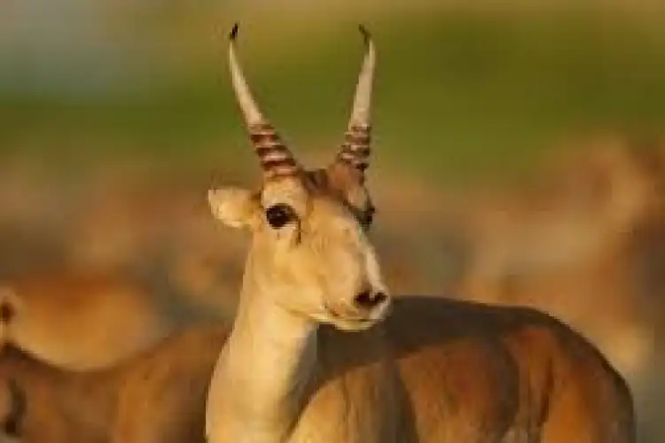 Казахстан возобновит экспорт рогов сайги