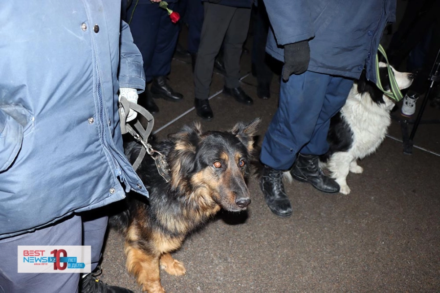Глава МЧС Казахстана наградил медалями двух псов, помогавших спасателям в Турции - видео 