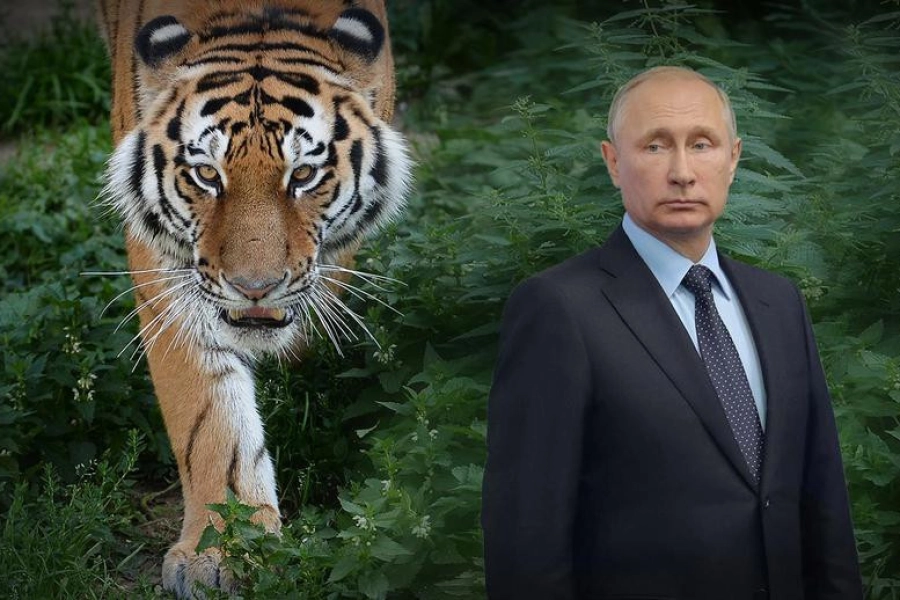 Путина заинтересовали планы Казахстана восстановить популяцию тигров 