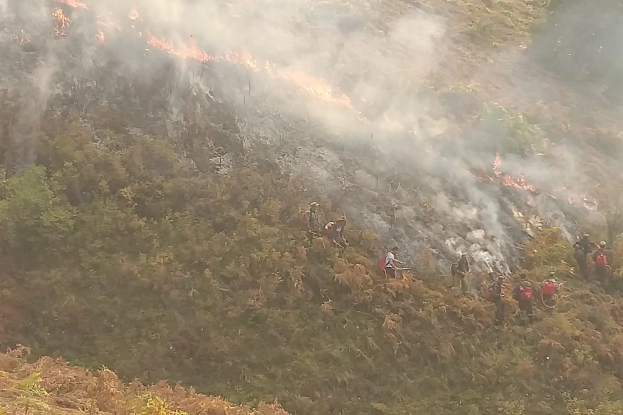 В пяти районах Костанайской области продолжает гореть лес - фото, видео 