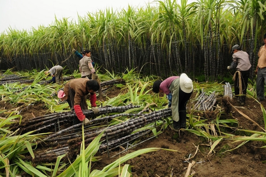 Сахарный тростник производство. Гавайи сахарный тростник. Сахарный тростник на Кубе. Куба сахарный тростник плантации. Сельское хозяйство Бразилии сахарный тростник.