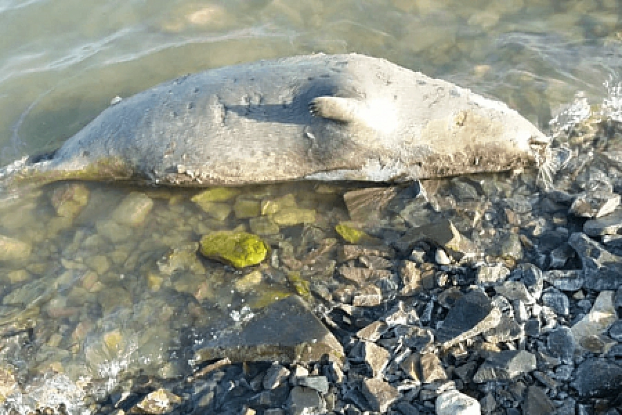 На берегу Каспия обнаружили мертвых тюленей 