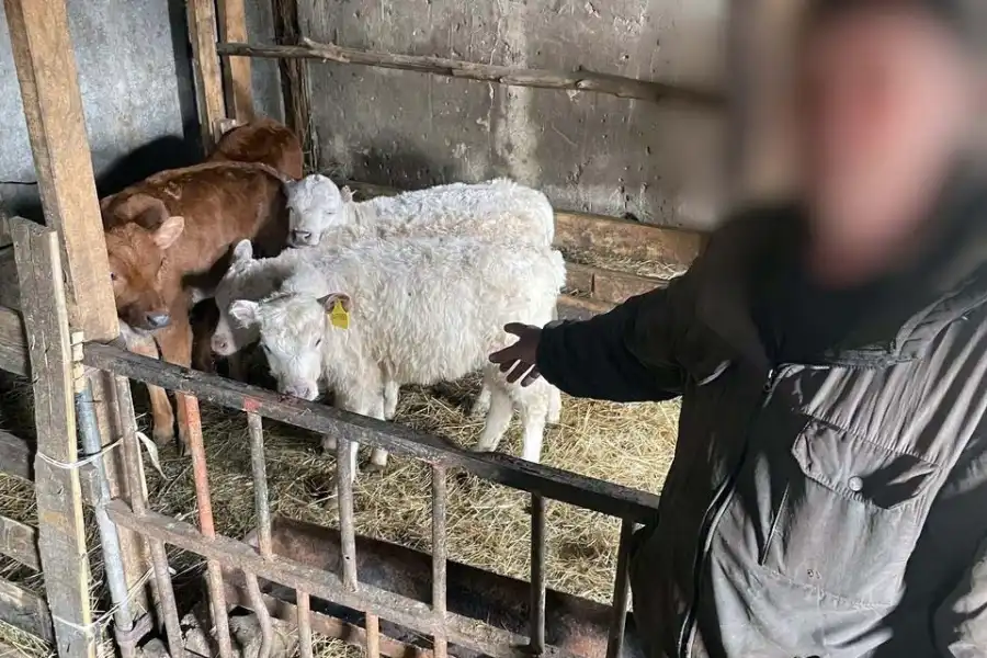 В Северо-Казахстанской области похитили 50 телят 