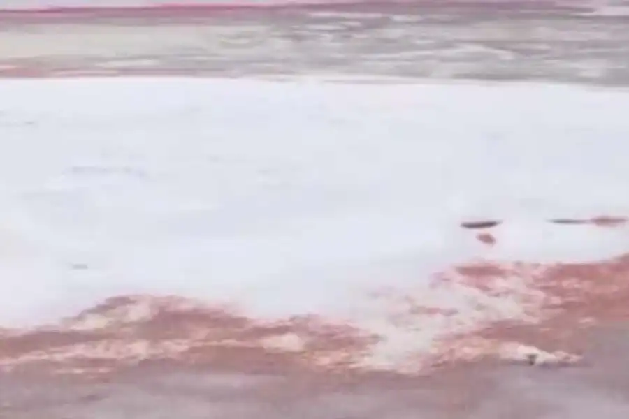 Побережье Каспия стало кровавым: ученые нашли отгадку 