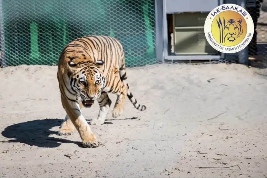 Когда в Казахстан привезут тигров из России 