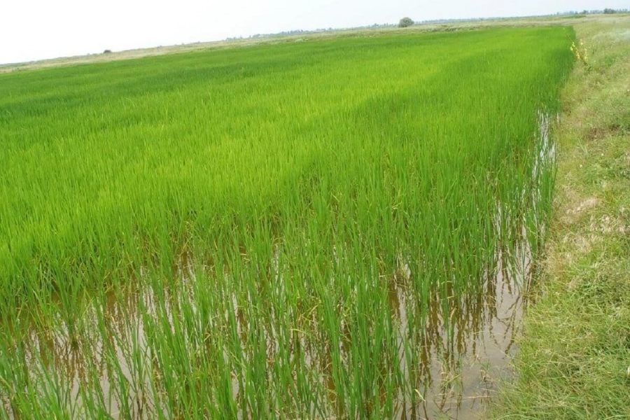 В двух областях Казахстана сокращены посевы риса – Брекешев 