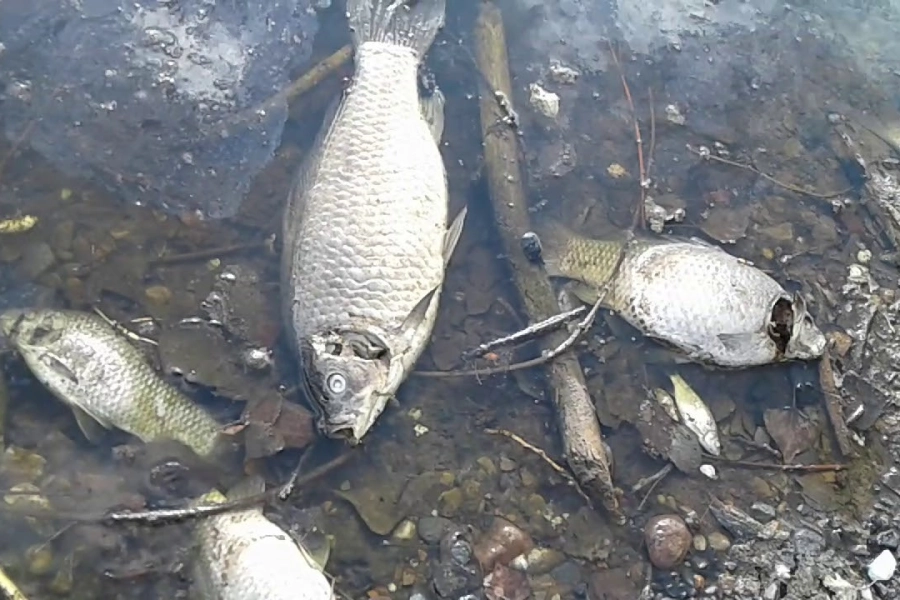 В Топарских озерах погибла рыба, начата проверка 