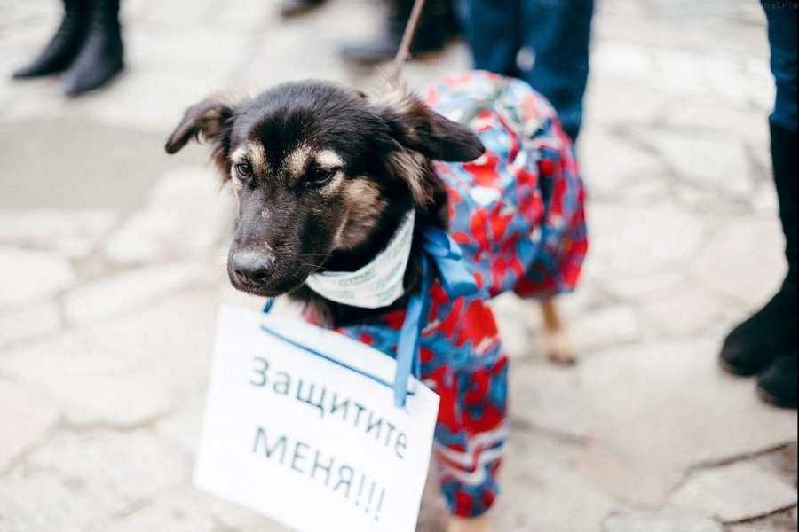 В Нур-Султане впервые пройдет митинг в защиту прав животных 