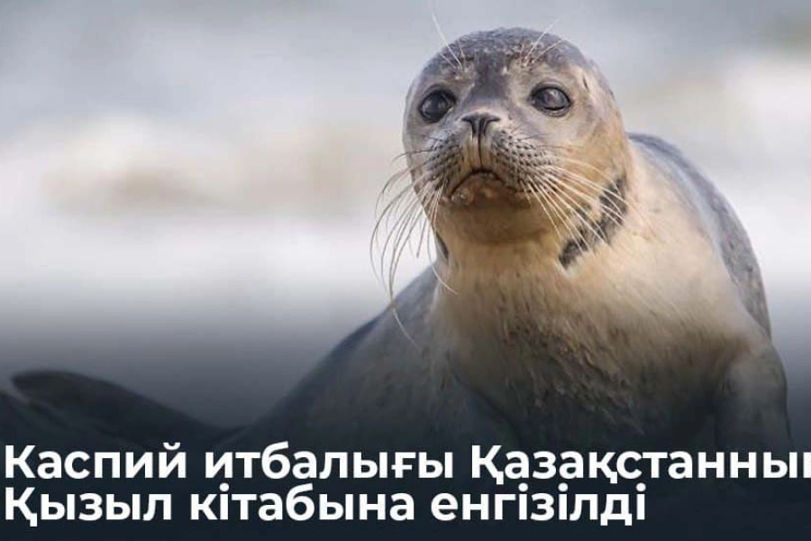 Глава Минэкологии призвал казахстанцев беречь тюленей 