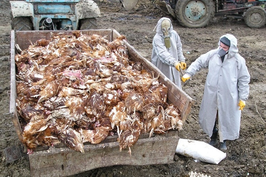 МСХ: В сутки в Казахстане сжигается до 5-6 тонн павшей птицы 