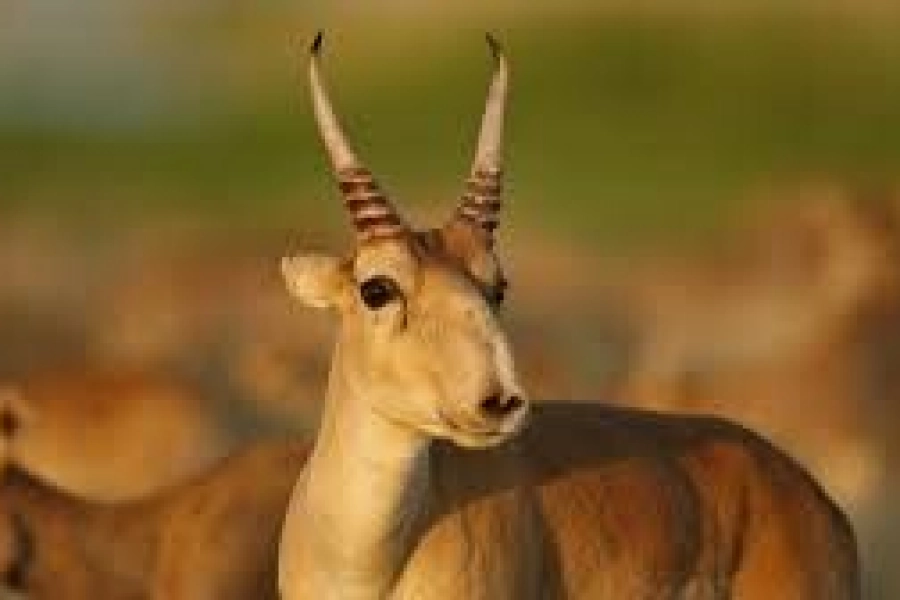 Казахстан возобновит экспорт рогов сайги 