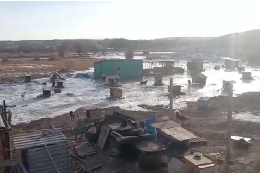 После прорыва плотины в Алматинской области подтопило приют для собак - видео 