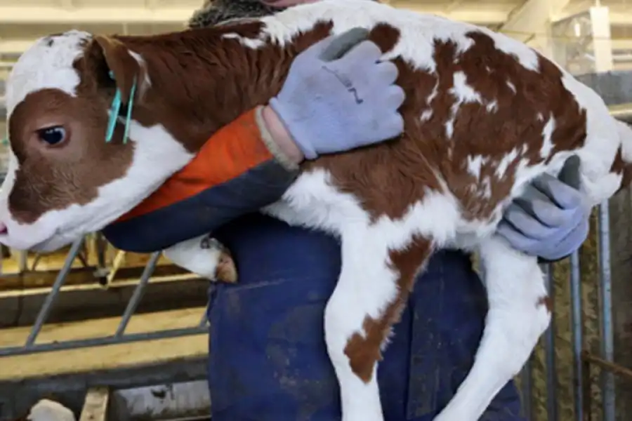 «Примирение будет невозможно»: в Казахстане ужесточат наказание за скотокрадство   