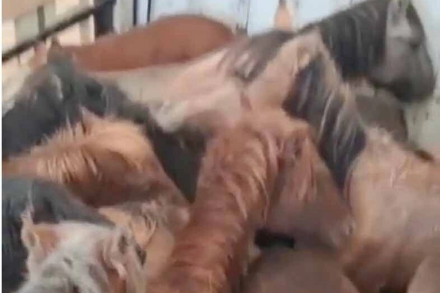 Житель Туркестанской области вёз краденных лошадей 