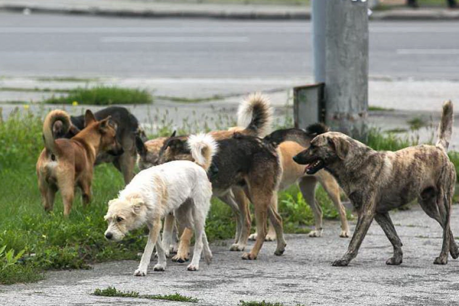 "Принимайте меры" - Токаев рассказал о жалобах на бродячих собак 