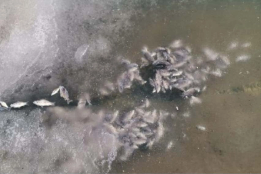 В Нур-Султане в пруду Ботанического сада замерзла рыба – комментарий акимата 