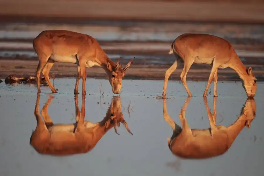 В Казахстане численность сайгаков достигла 4 млн особей 