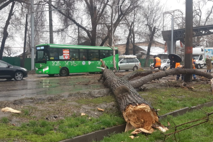 В Алматы один человек пострадал от падения ветки 