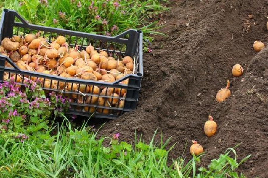 Минсельхоз Казахстана намерен обеспечить внутренний рынок картофелем собственного производства 