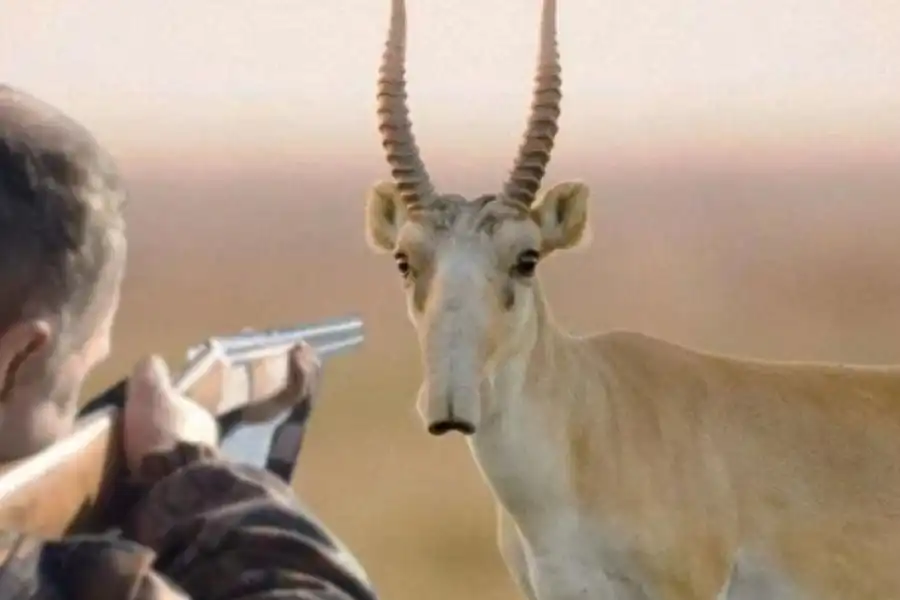 Минэкологии Казахстана считает возможным уничтожение до 1 млн особей сайгаков 