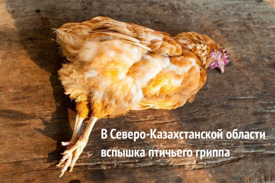 В Северном Казахстане зафиксирован птичий грипп, массово гибнут птицы 