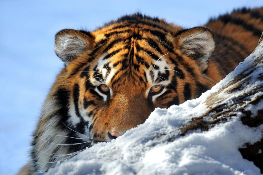 В Казахстан завезут амурских тигров, их ДНК схожа с генами амурских тигров 