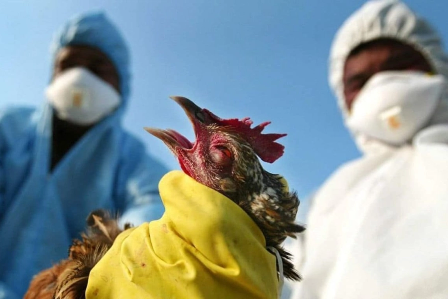 Опасен ли птичий грипп в СКО для всего Казахстана? Смотрите онлайн-комментарии чиновников 