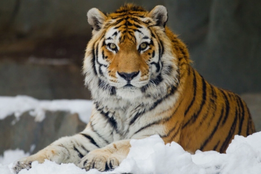 В Казахстан доставят амурских тигров из России 