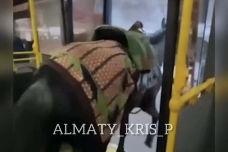 Мужчину, перевозившего лошадь в автобусе, оштрафовали в Алматы 