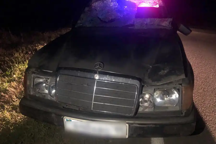 В Кызылжаре «Мерседес» наехал на жеребенка, все уцелели, у авто вдребезги лобовое - фото 